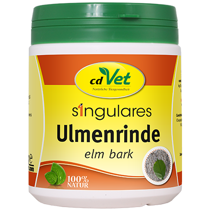 Singulares kora wiązu.png