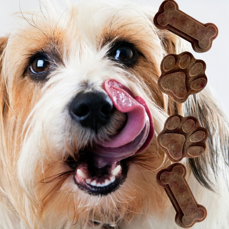 pet gelato pyszna lodowa przekąska dla psa .jpg