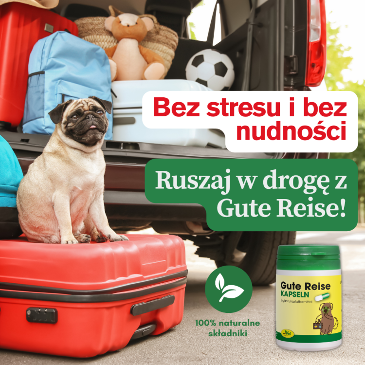 cdVet Gute Reise na chorobę lokomocyjną psów.png