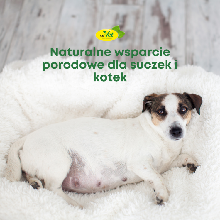 geburtshhilfemichung (2).png