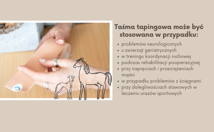 Taśma Tapingowa z Ekstraktem z Arniki cdVet 5cm x 5m (2).png