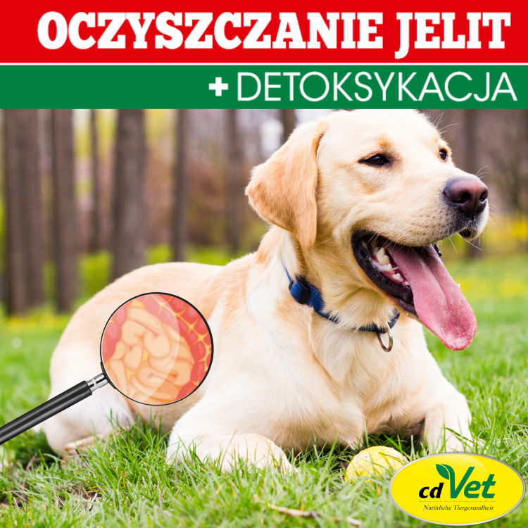 Oczyszczanie jelit i detoksykacja .png