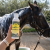 cdVetr EquiGreen HorseCleaner Koncentrat Szamponu dla koni.png